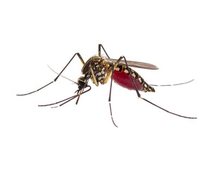 Mosquito sucking blood  isolated on transparent background.