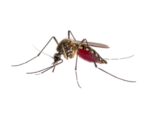 Mosquito sucking blood  isolated on transparent background.