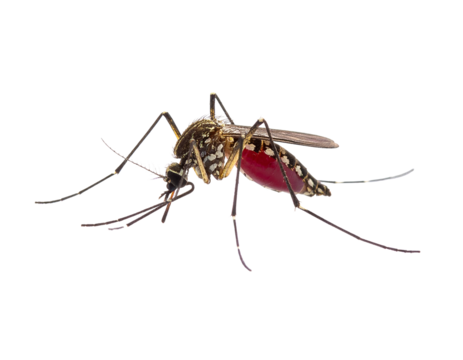 Mosquito sucking blood  isolated on transparent background.