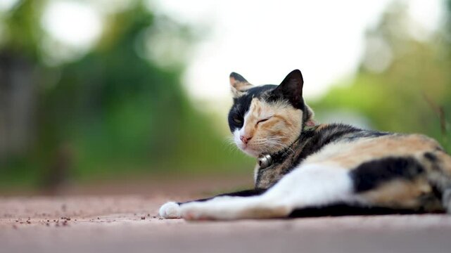 Watchful Calico Cat Resting Outdoors with Distinctive Face Markings and Soft Bokeh