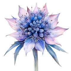 Obraz premium watercolor vector of Eryngium Flower, isolated on a white background.