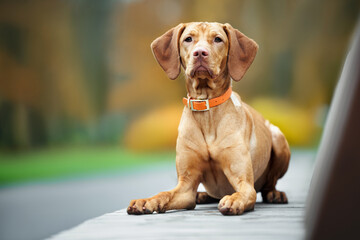 cute vizsla dog lying on a bench in the park