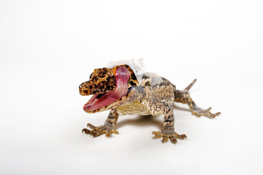 moulting gargoyle gecko // H&ouml;ckerkopfgecko in der H&auml;utung (Rhacodactylus auriculatus) 