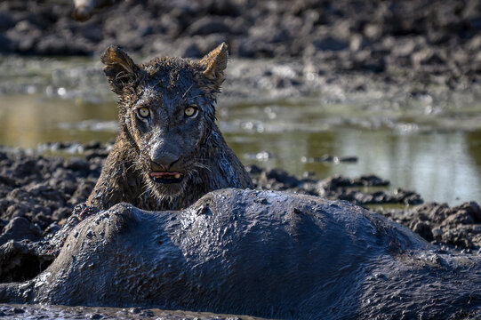 Lion in mudbath eating a water buffalo