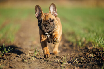 red french bulldog puppy running on a meadow