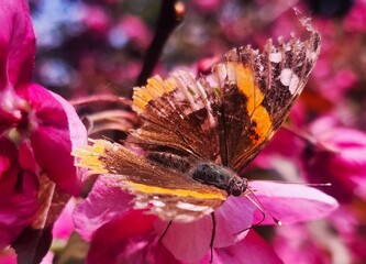 butterfly on  a flower