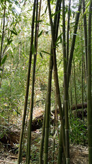 Bamboo grove in Southern Illinois forest with tall green stalks and sunlight