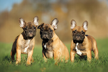 three french bulldog puppies posing on a meadow in the sun