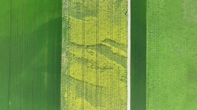 Aerial view of vibrant agricultural fields, a tapestry of green and yellow hues separated by a light path, creating a striking contrast, Wittenheim, Grand Est, France.