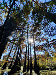 Sunlit swamp trees in Southern Illinois show autumn colors and towering trunks