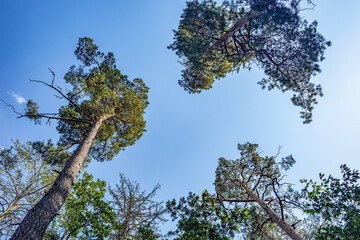 low-angle shot of several trees with green foliage against a bright blue sky.