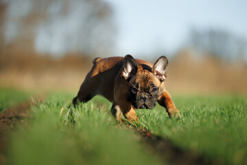 funny playful french bulldog puppy hunting on a meadow