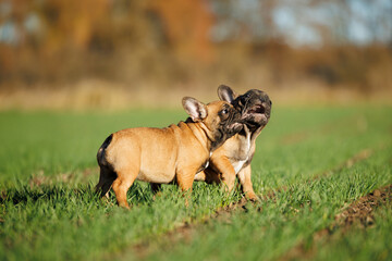 two happy french bulldog puppies playing together on a meadow