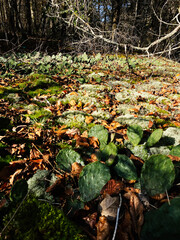 Fototapety na wymiar - Fototapeta24.pl