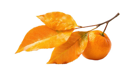Close-up of orange fruit with leaves