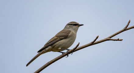 A bird perched on a branch against a clear sky background isolated