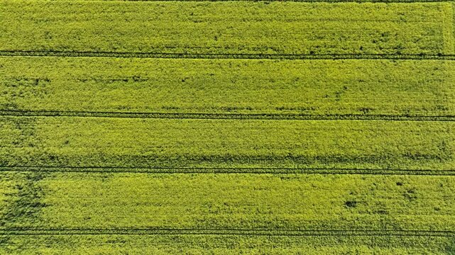 Aerial view of a vibrant green agricultural field, marked by parallel dark lines, creating a textured landscape, Wittenheim, Grand Est, France.