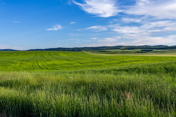 Fototapeta premium Typical view of green landscape in Idaho in summer