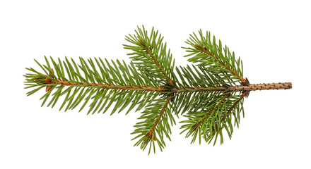 Close up of a green pine tree branch with sharp needles and brown stem isolated on a transparent background