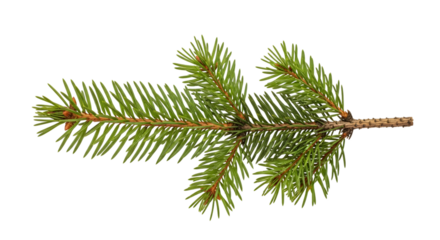 Close up of a green pine tree branch with sharp needles and brown stem isolated on a transparent background