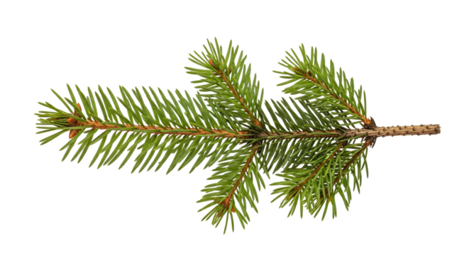 Close up of a green pine tree branch with sharp needles and brown stem isolated on a transparent background