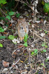 A cute and curious Eastern cottontail. The eastern cottontail (Sylvilagus floridanus) is a species of rabbit in the family Leporidae.