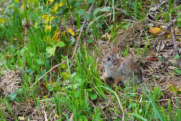 A cute and curious Eastern cottontail. The eastern cottontail (Sylvilagus floridanus) is a species of rabbit in the family Leporidae. © Xiaoma