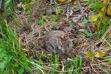 A cute and curious Eastern cottontail. The eastern cottontail (Sylvilagus floridanus) is a species of rabbit in the family Leporidae.