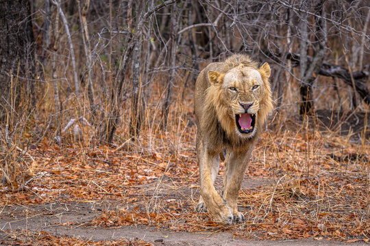 Lion emerging from undergrowth roaring