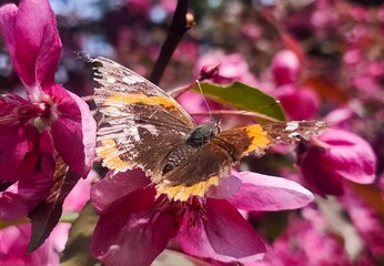 butterfly on  a  flower