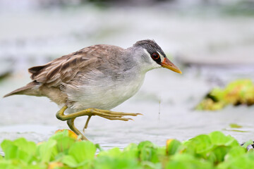 bird walking in water while foraging, white-browed crake, beautiful wildlife and nature