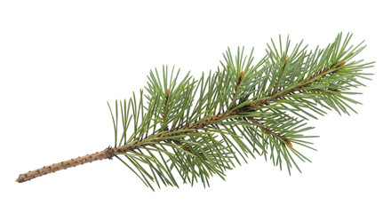 Close up of a pine tree branch with green needles and brown stem isolated on a transparent background