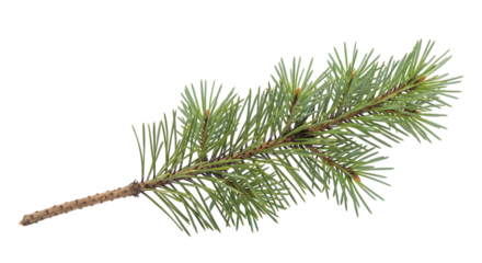 Close up of a pine tree branch with green needles and brown stem isolated on a transparent background