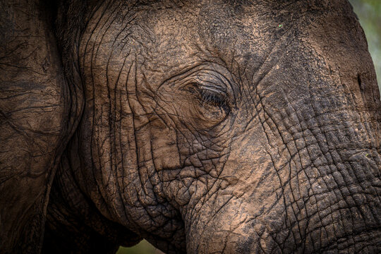 Close-up of elephant covered in mud to keep cool