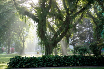 “A large, majestic tree in a lush garden illuminated by soft morning sunbeams. Dramatic light filters through the leaves, creating a peaceful and refreshing natural atmosphere.”