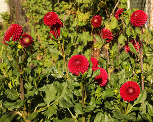 flowering of red pom-pom dahlias of the Cornell Red variety