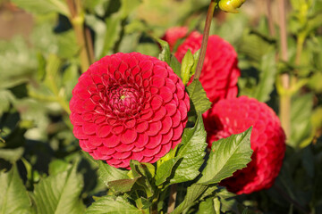 Red pompom dahlias bloom in the summer garden under the bright sun