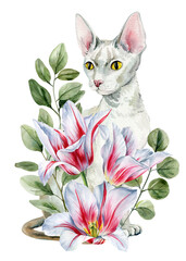 Watercolor sphynx cat with red white tulips and green leaves botanical floral illustration