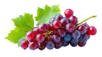 Red and blue grapes with green leaves