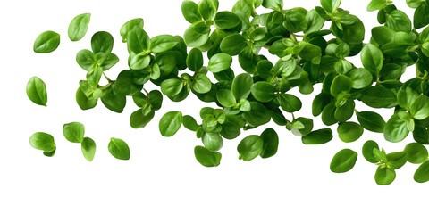 Fresh green herbs, vibrant leaves, scattered sprigs