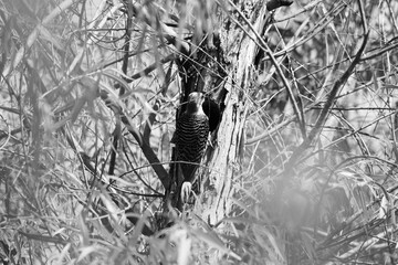 Woodpecker at cavity nest hole of willow tree in black and white, Texas nature.