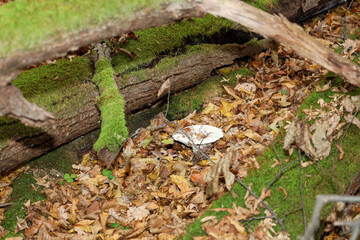 ​A forest composition shows a white mushroom growing among dry fallen oak leaves, framed by fallen tree trunks covered in vibrant green moss.