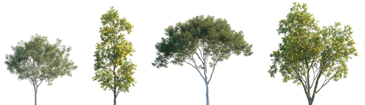 Set of Libidibia ferrea and Xanthostemon chrysanthus blooming trees isolated png on a transparent background perfectly cutout
