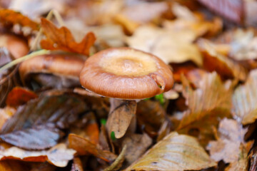 A solitary, damp mushroom with a smooth brownish-rusty cap stands amongst a thick layer of fallen, wet leaves, most featuring rich autumn hues. This close-up macro shot captures the quiet forest life 