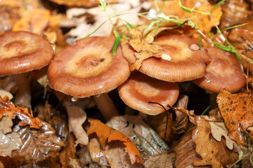 ​A cluster of glossy, wet mushrooms with brownish-rusty caps growing among damp fallen leaves and green blades of grass on the forest floor.