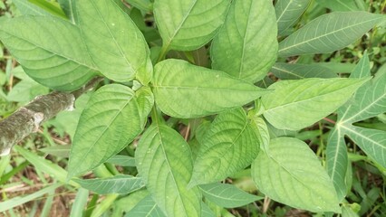 resh green leaves with clear texture and symmetrical vein patterns.