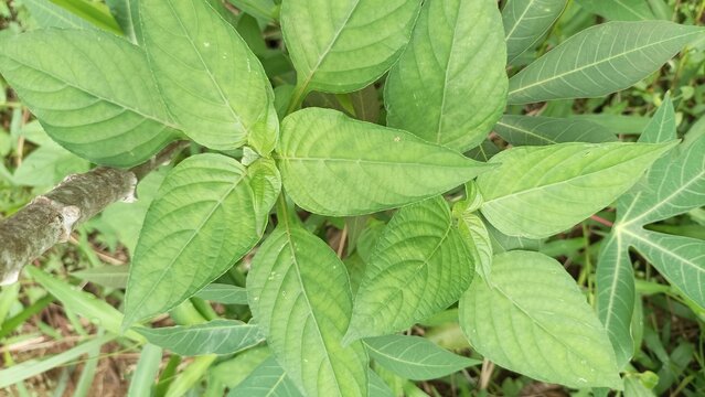 resh green leaves with clear texture and symmetrical vein patterns. - Powered by Adobe