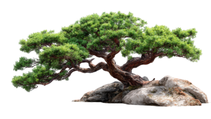 Bonsai tree on rocks, detailed