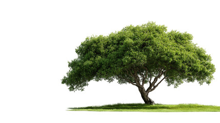 Lush green tree on a grassy plain