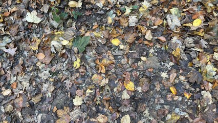 Fallen Leaves in the Forest